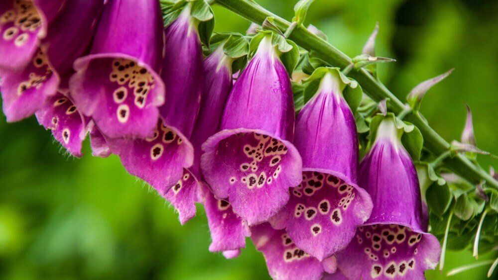 Foxglove