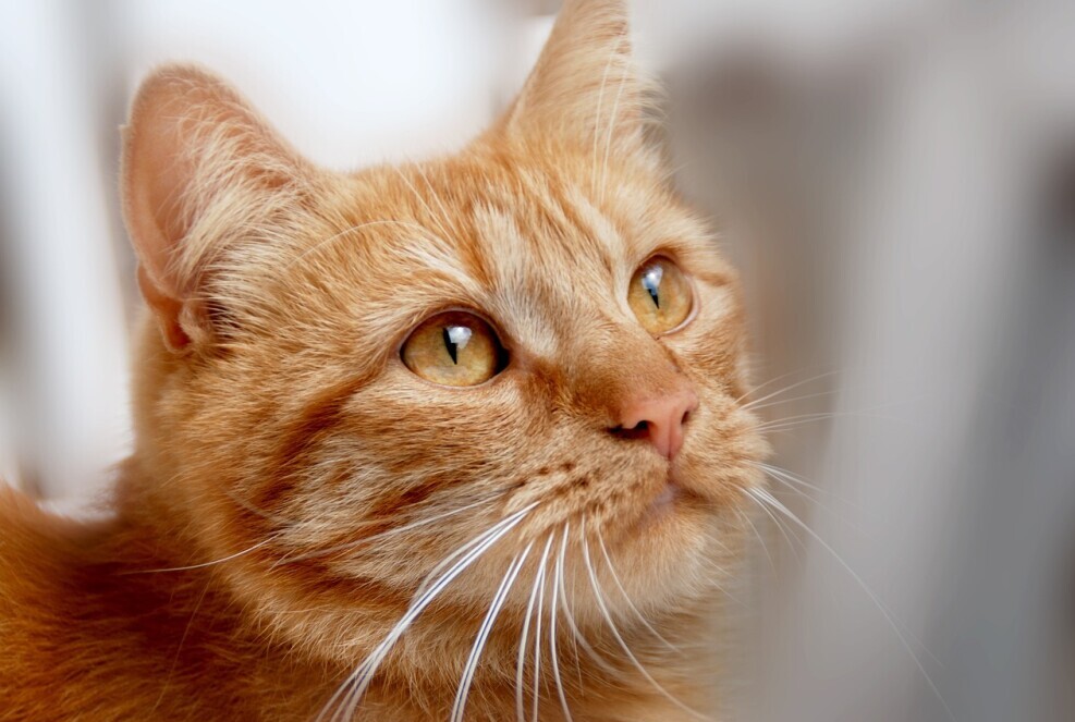 Common Animal Symbols in Dreams