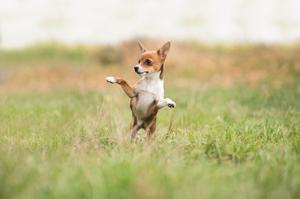 Steps to Analyze Your Animal Dreams