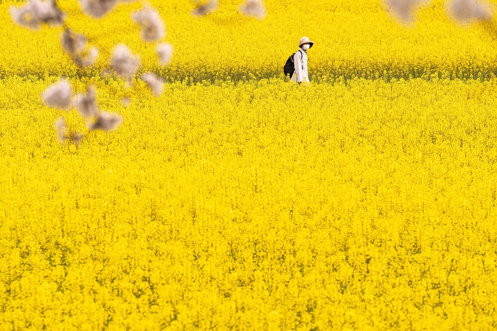 Yellow, the color of sunshine and daisies, often spreads joy and happiness in dreams. When yellow appears, it might signify your life is glowing with optimism and warmth.