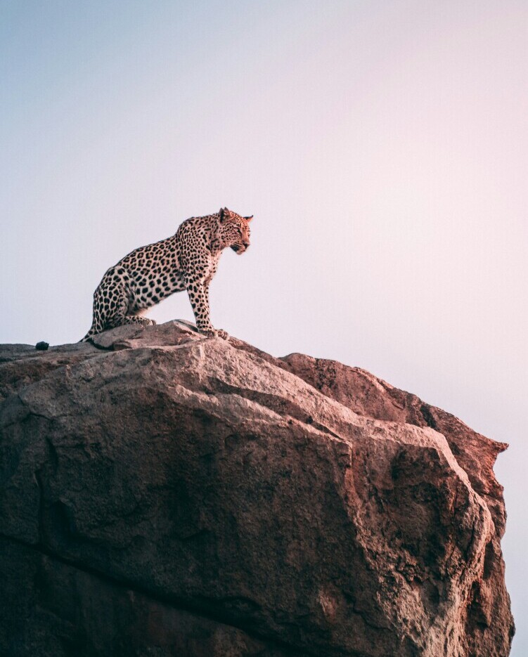 The Basics: Recognizing Patterns in Animal Dreams