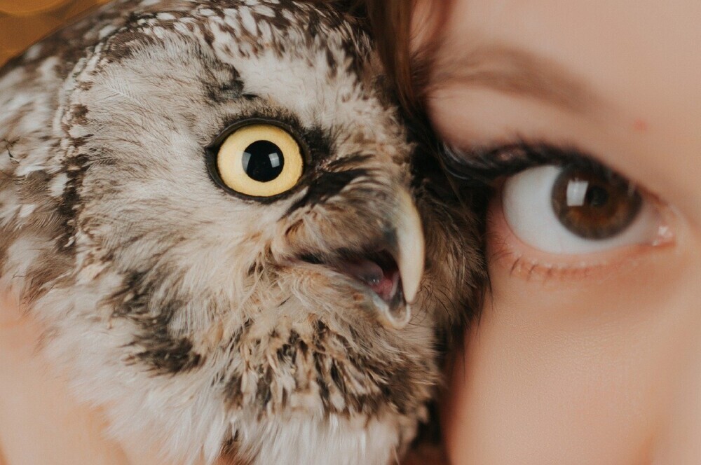 Finding Your Narrative: Personalizing the Spiritual Meaning of Owls