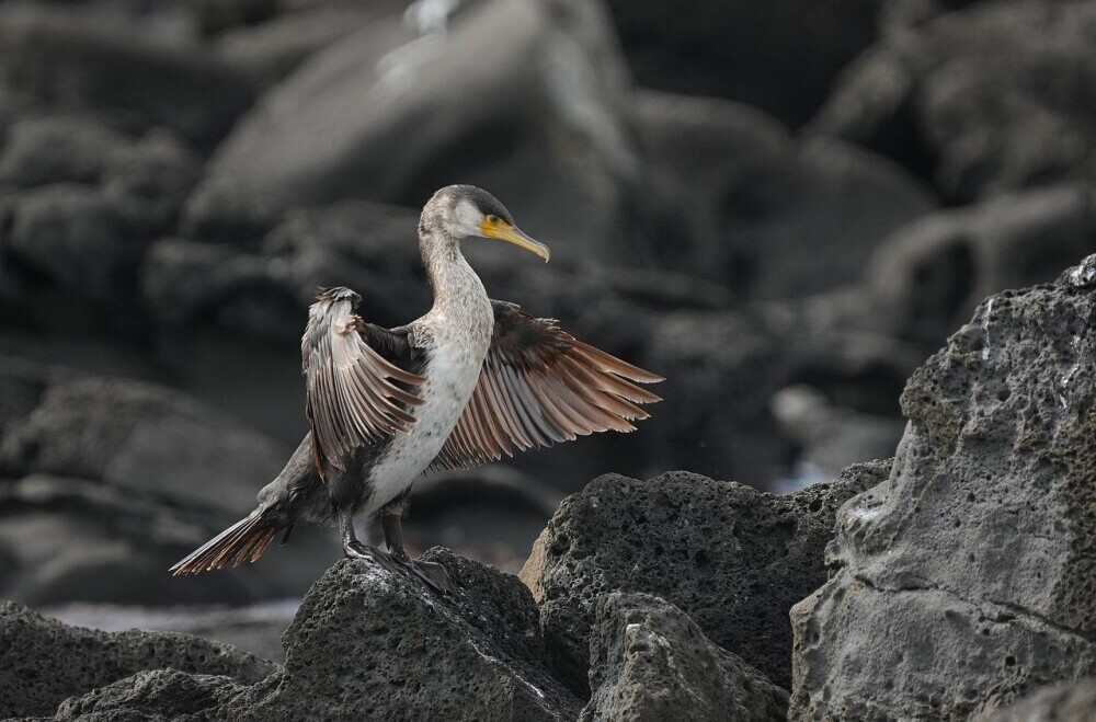 Reflecting on the Impact of Animal Dreams