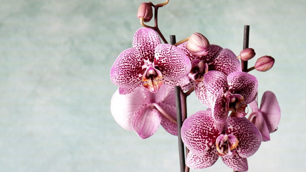 Orchids