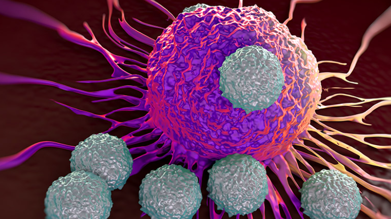 White Blood Cells Attack a Cancer Cell