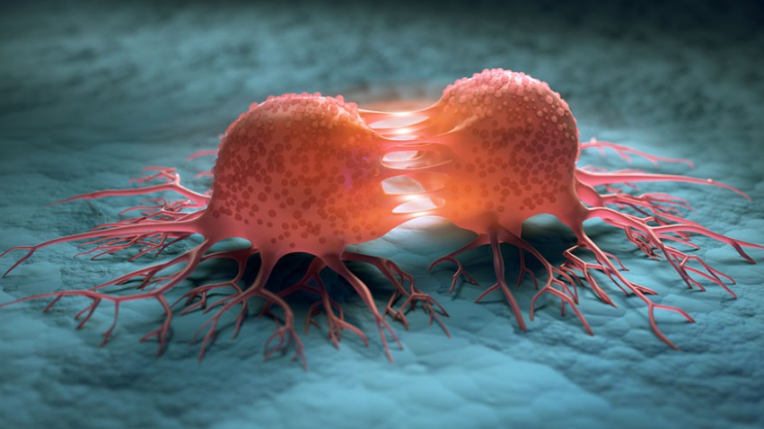 Cancer Cell Divides
