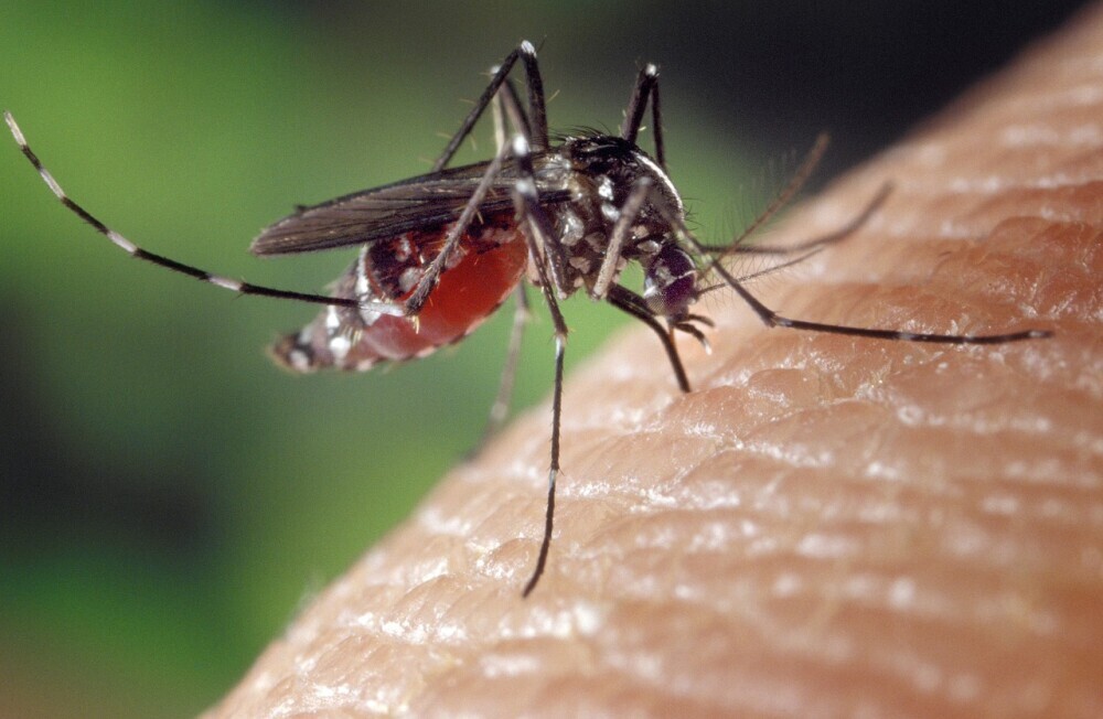 Mosquito On Skin