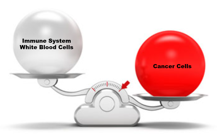 White Blood Cells & Cancer Cells