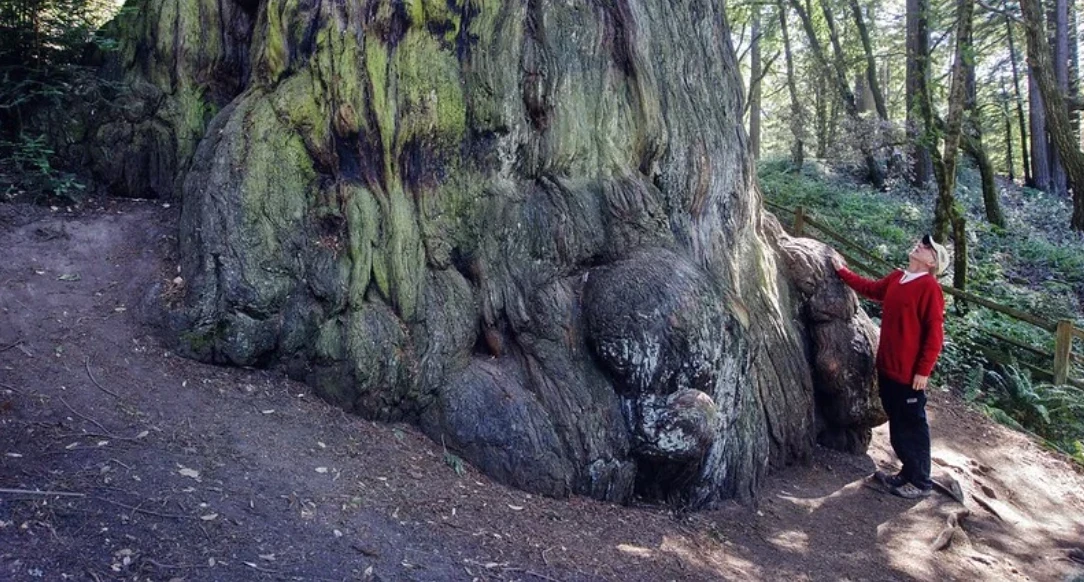 Base of Methuselah Redwood Tree