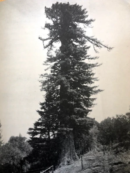 Methuselah Tree Old-Growth Redwood