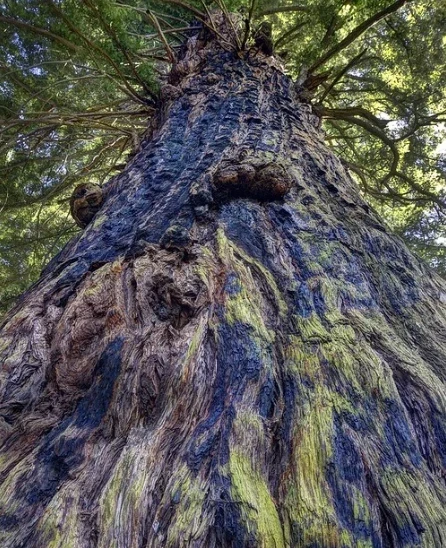1,860 years old Methuselah Tree bark