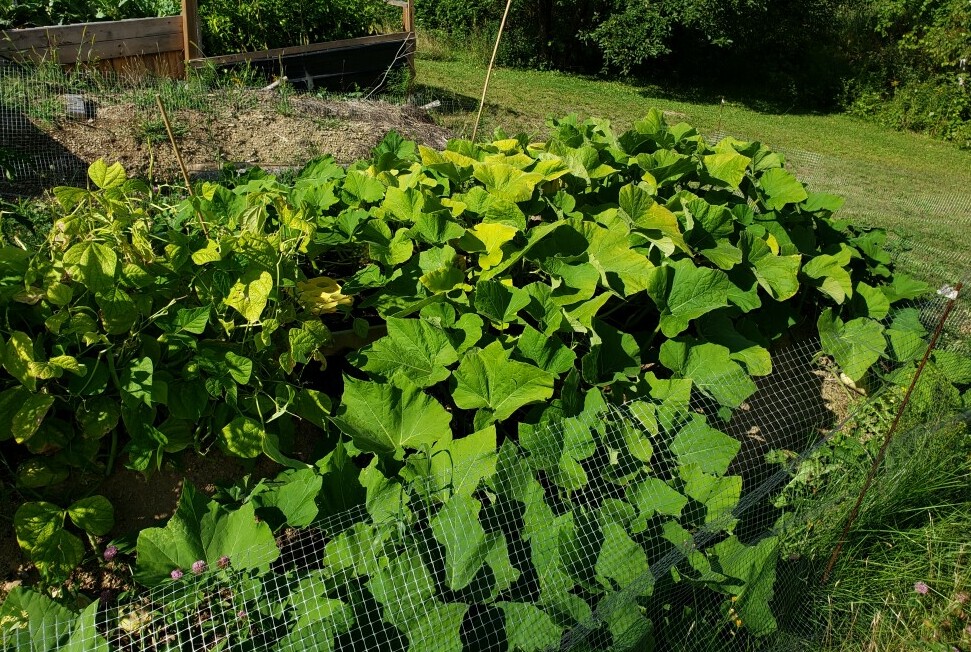 squash in the raised garden