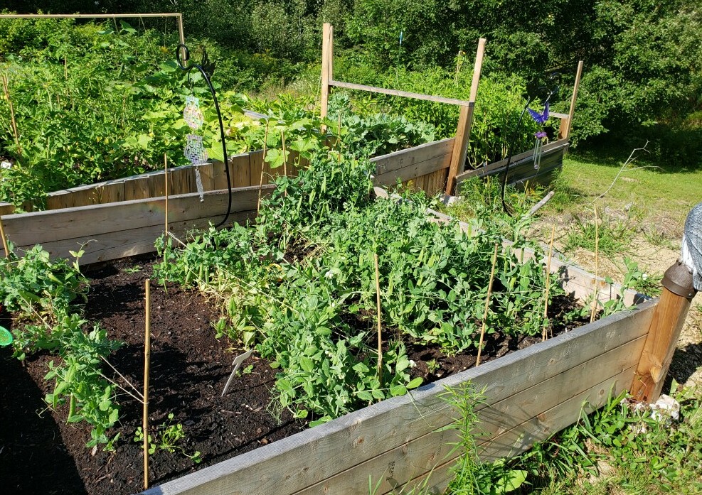 peas in the raised garden