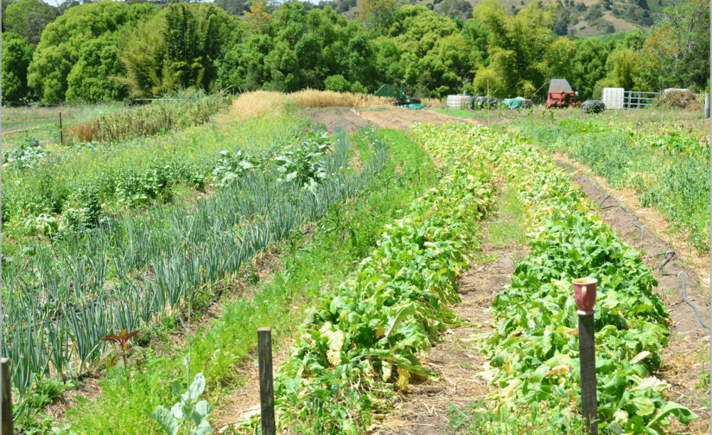 permaculture design