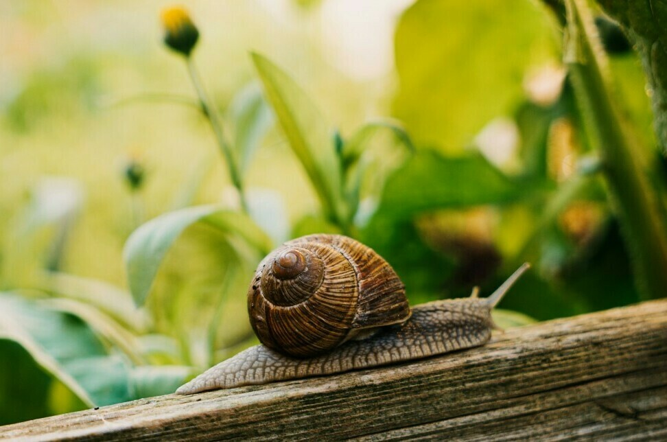 permaculture