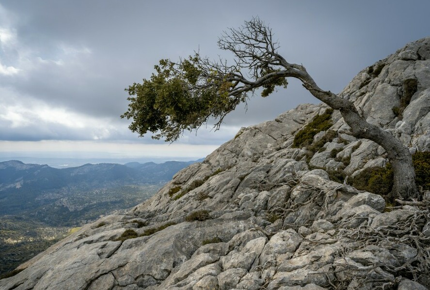 tree clinging to edge of rocky mountain face