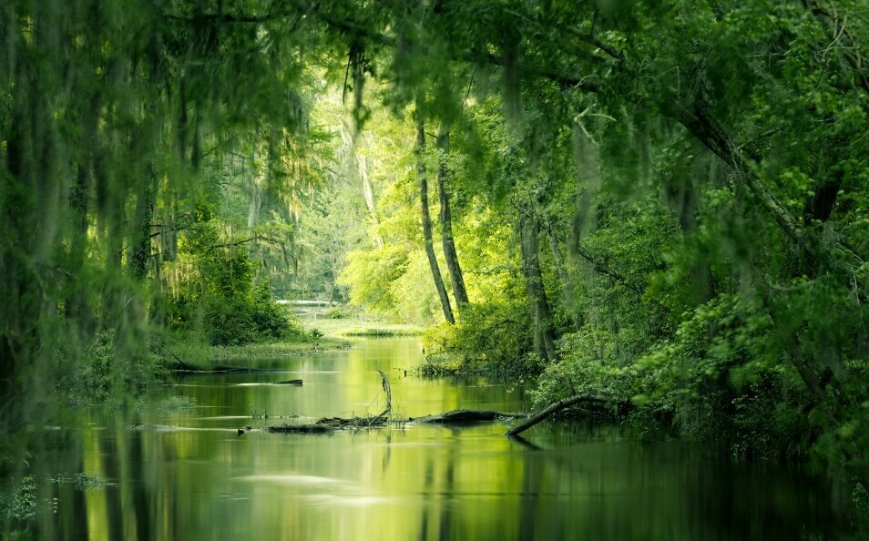 tranquil scene of gently flowing stream through forest