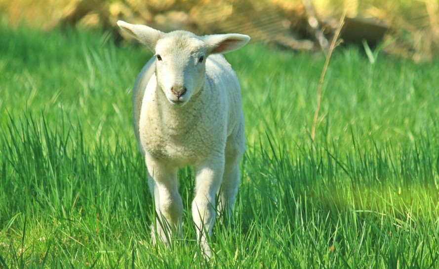 a sheep