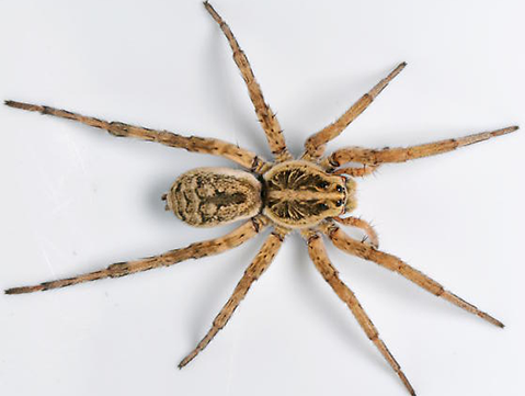 hobo spider
