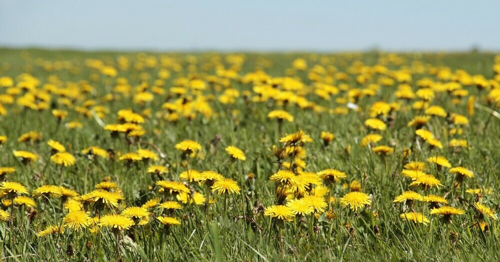dandelions