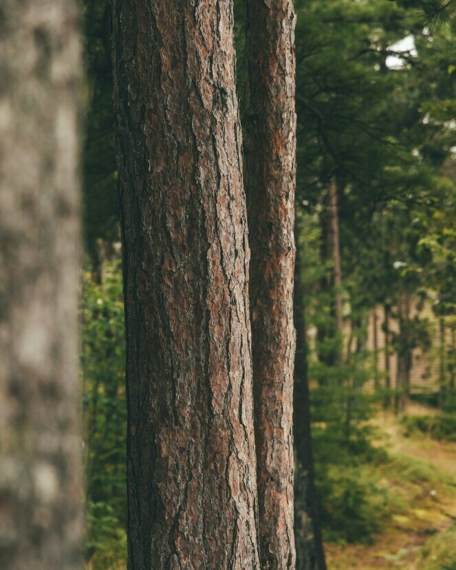 pine tree