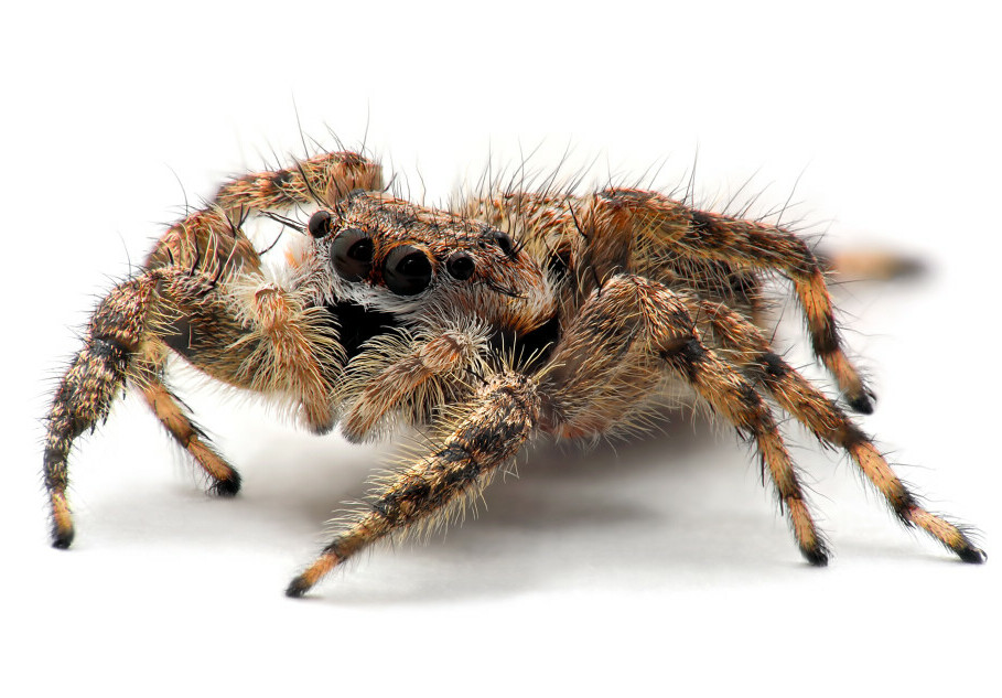 Jumping Spider