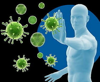 representation of the immune system