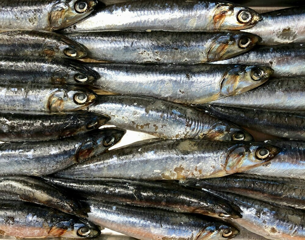 omega 3 - sardines