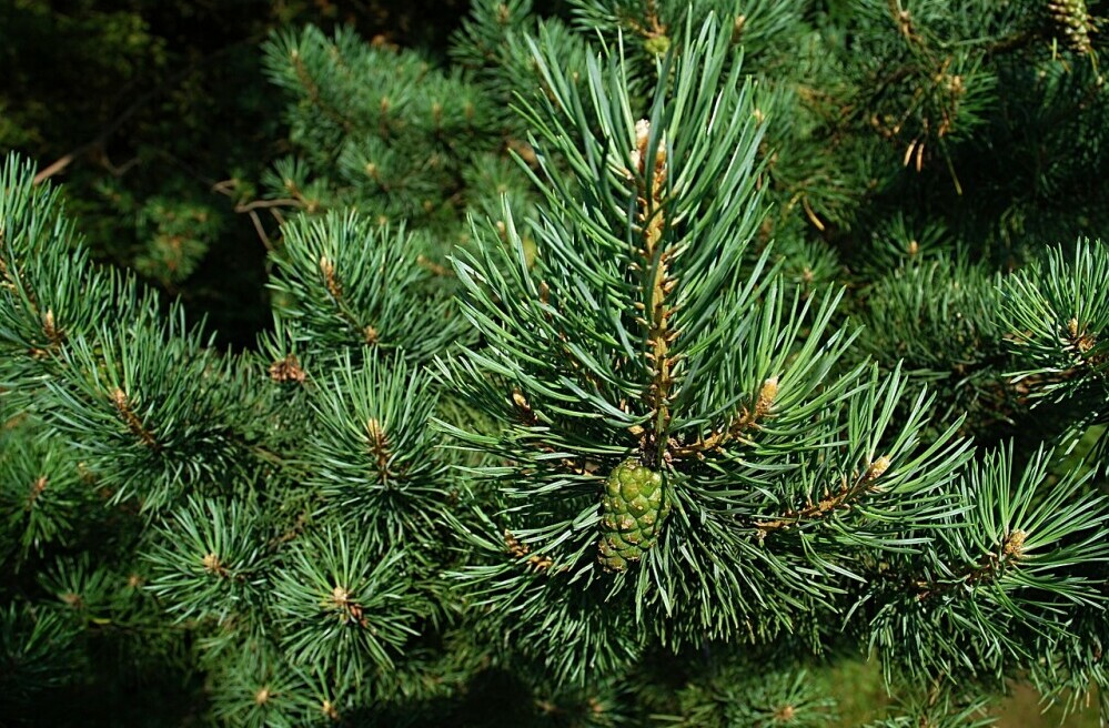 pine trees