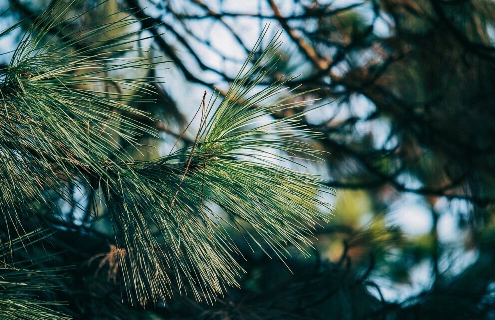 pine tree