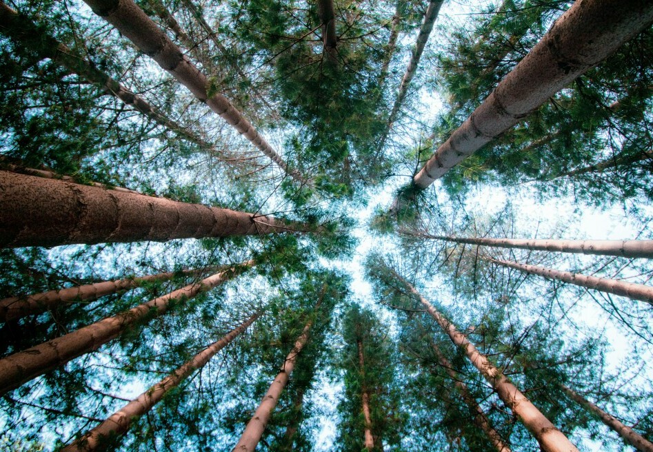 pine trees