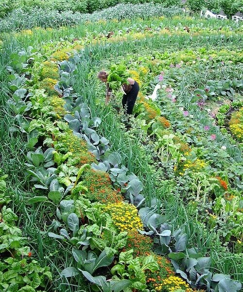 permaculture design