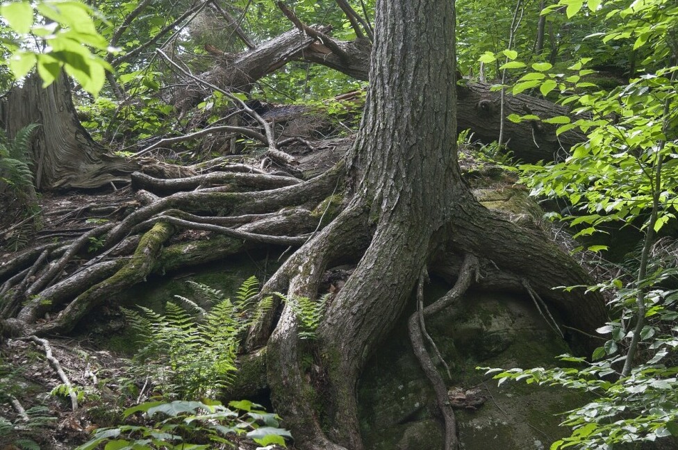 tree with roots branching out widely