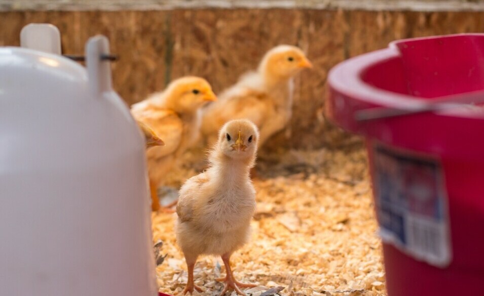 chicks in the chicken coop