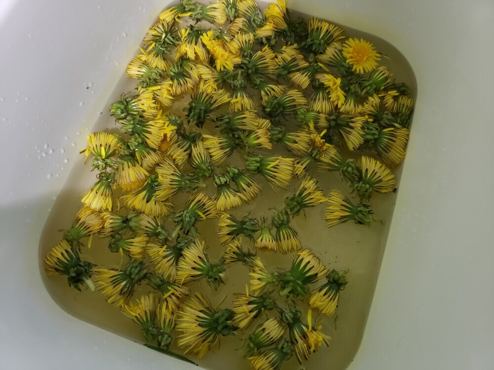 dandelion flowers soaking in water