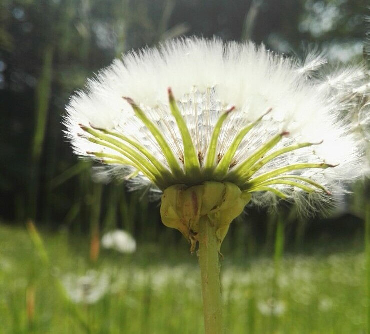 a dandelion, it's seed blowing in the wind