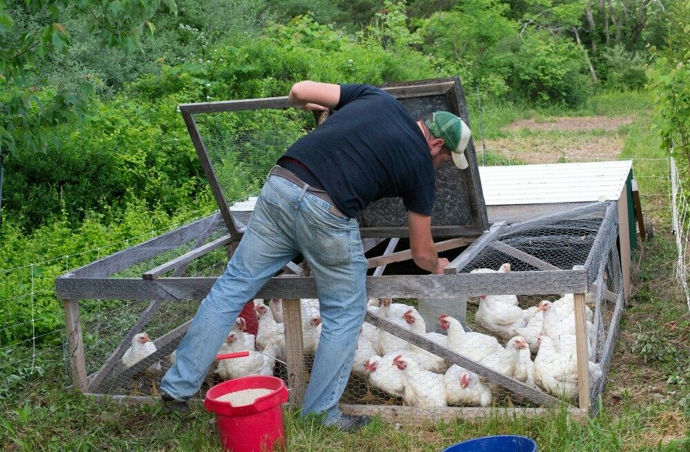 man tending to his chicken coop