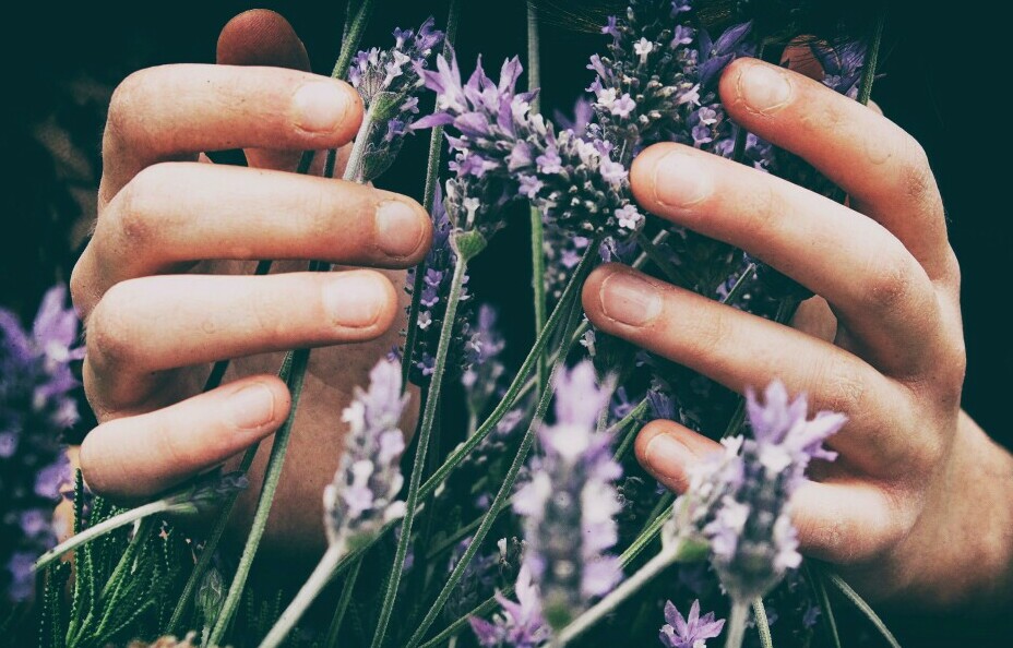 man clutching bunch of lavender