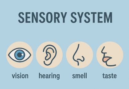 This image was created with the assistance of ChatGPT by Openai. Understanding-and-Managing-Age-Related-Changes-65-and-Over-Sensory-System