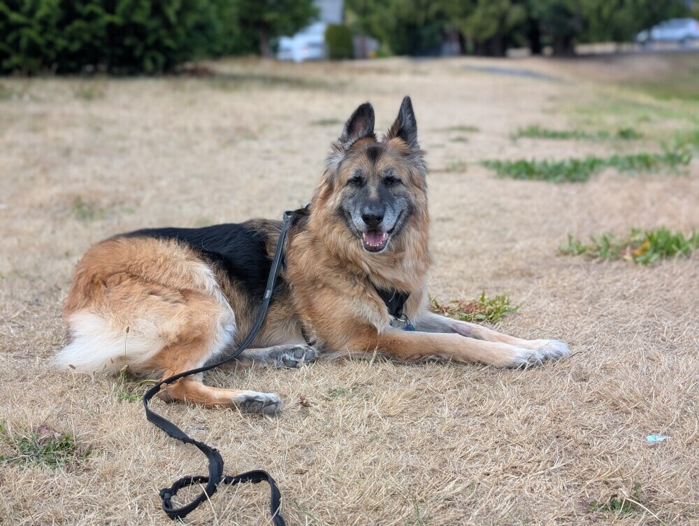 Senior long-coated German Shepherd Mia lying on dry grass, looking content with ears up and tongue slightly out.