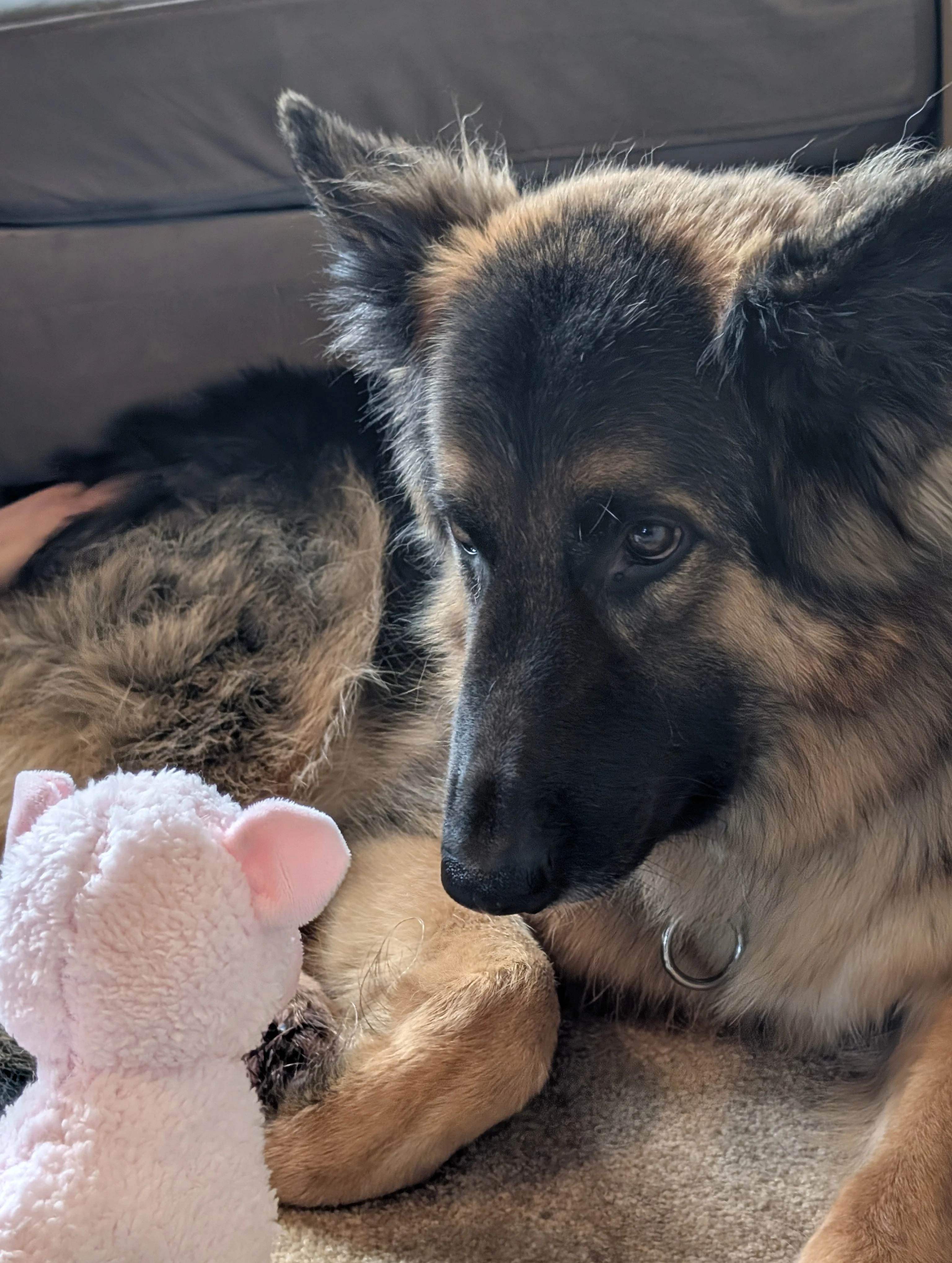 Kai the long-haired German Shepherd evaluating the pink stuffed lamb during a trust-building exercise