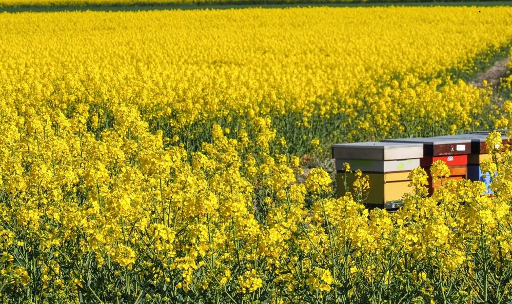 beehives in a field