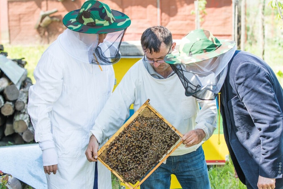 beekeepers inspecting a frame with bees