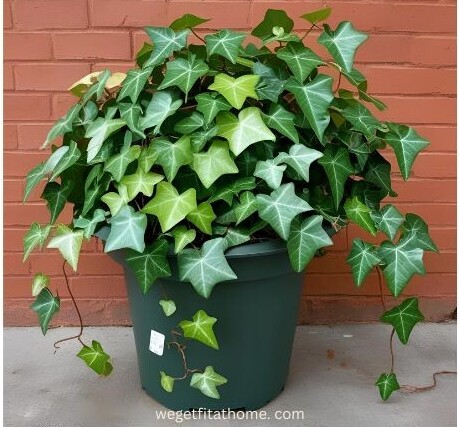 english ivy by a brick wall