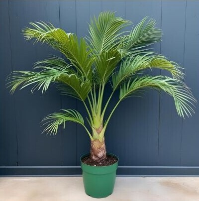 areca palm in green pot