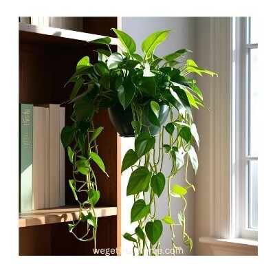 pothos with trailing vines