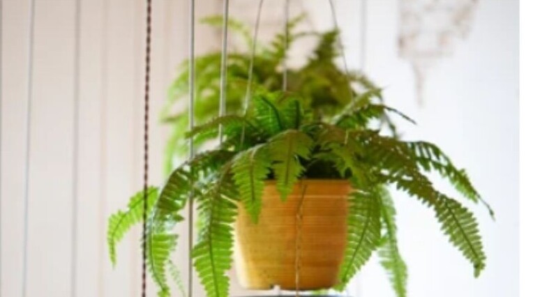Boston fern hanging plant