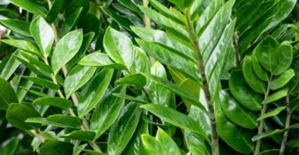 z-z-plant