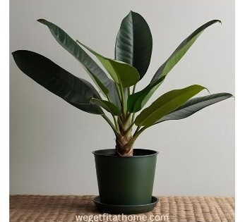 Rubber plant