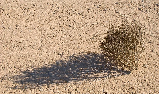 tumbleweed